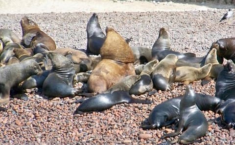 Ballestas Islands Sightseeing Boat Ride from Paracas