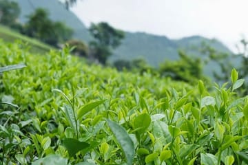 Off the Beaten Path North Vietnam 6 days 5 nights