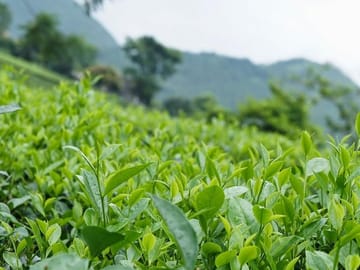 Tea Plantation in Tuyen Quang