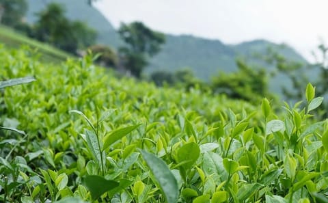Adventure Hiking Tour in Cao Bằng and Hà Giang, Vietnam