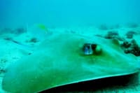 Diving (Baptism) 09:00 5