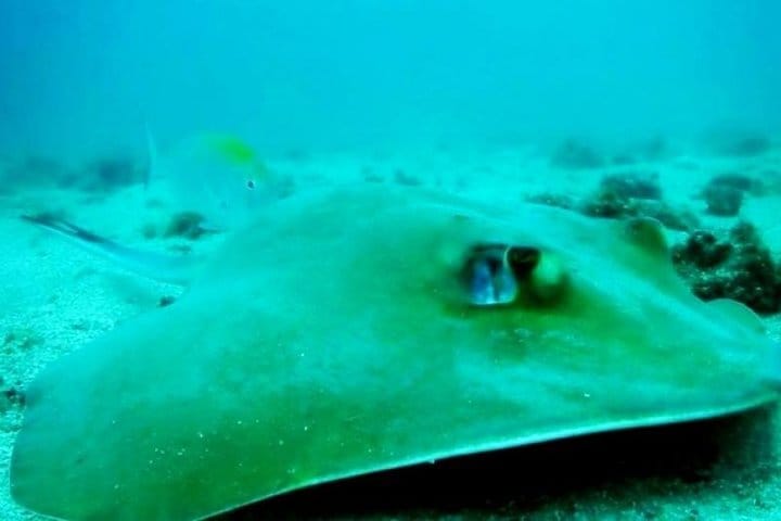 Diving (Baptism) 09:00 5