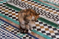Marrakech Private tour  10