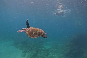 Private Snorkeling with turtles with BBQ food