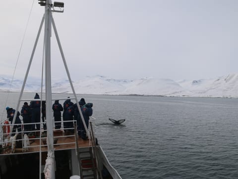 Classic Whale Watching from Dalvík, photo 4