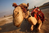 Camel