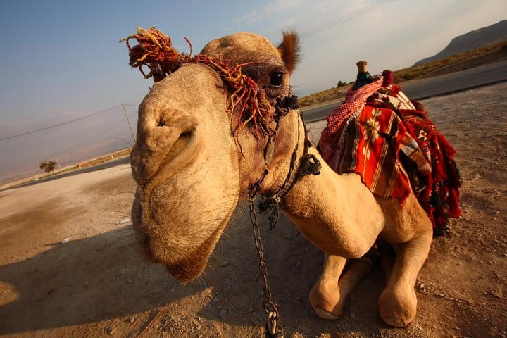 Camel