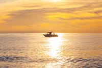 Reef Fishing Experience from Portimao 6