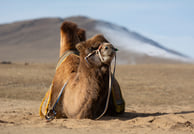 4-Day Authentic Nomadic Family Homestay near the Mini Gobi 6