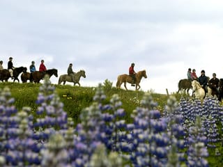 Horse Riding & Snorkeling from Reykjavik, photo 7