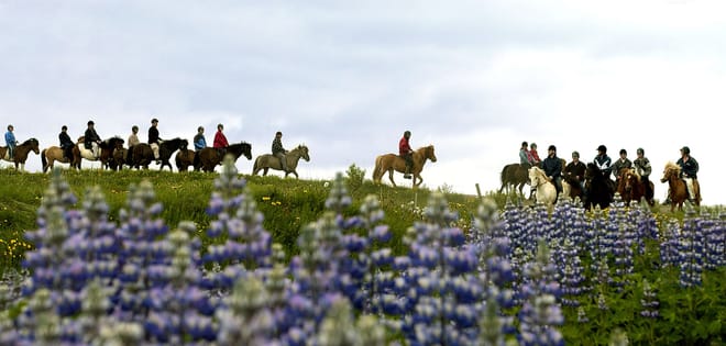 Horse Riding & Snorkeling from Reykjavik photo 5