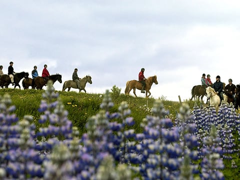 Horse Riding & Snorkeling from Reykjavik, photo 7