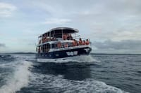 Whale Watching Experience in Mirissa 1