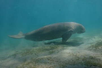 Adventure and Cultural Exploration in Marsa Alam, Egypt