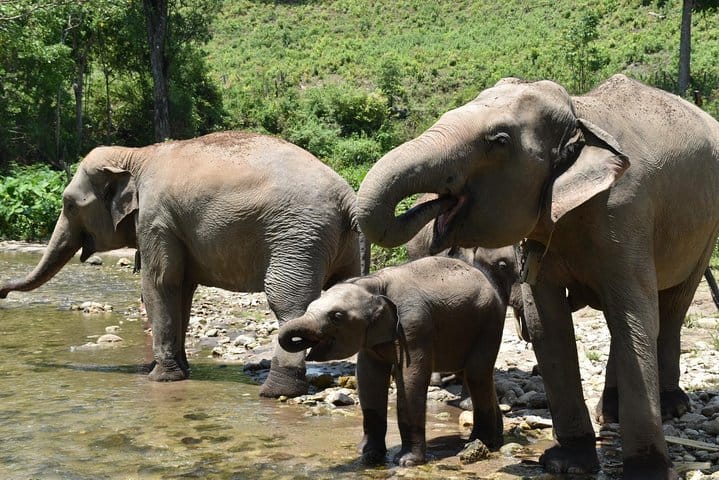 Care Pride Elephants: Full-Day Tour Experience