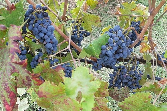 Wine and Cheese tour in Chianti: A Gourmet Experience - Photo 5