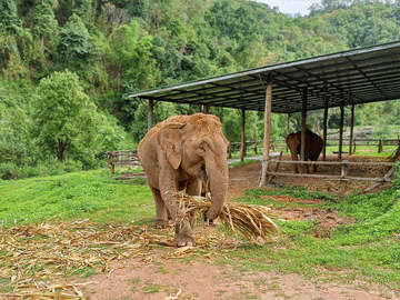 Chiang Mai: Elephant Sanctuary with Lunch Day Tours