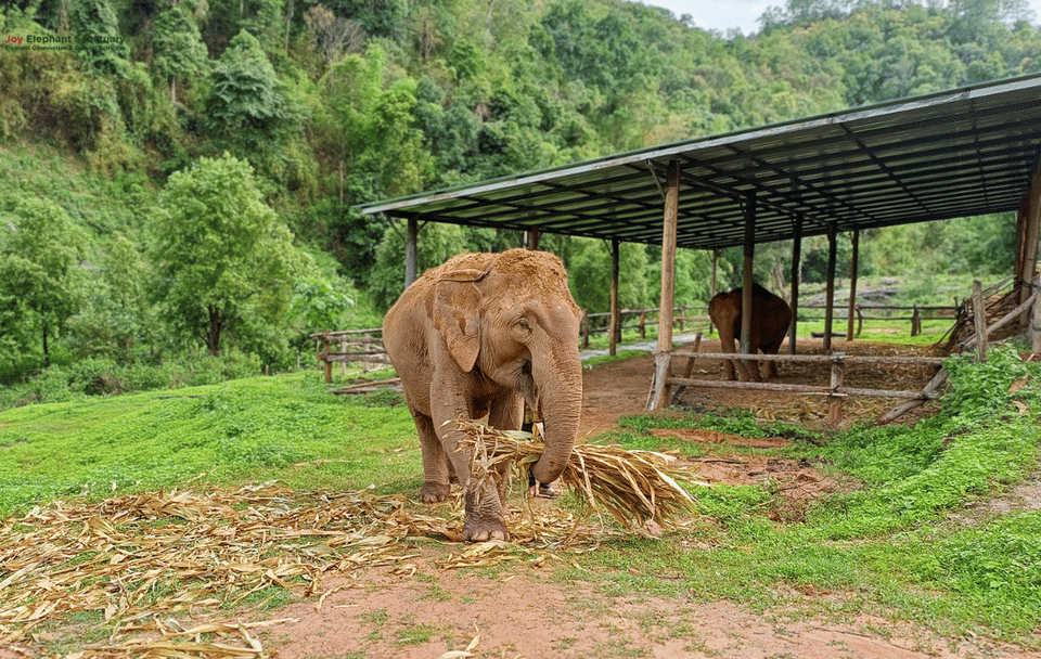 Chiang Mai: Elephant Sanctuary with Lunch Day Tours