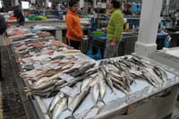 Setubal Market 