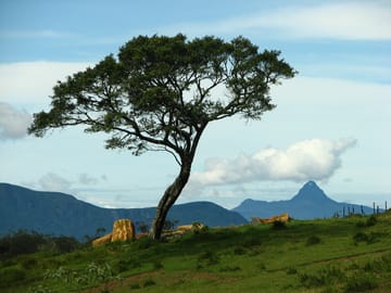 Nuwara Eliya and Ambewela Farm Nature Tour from Colombo