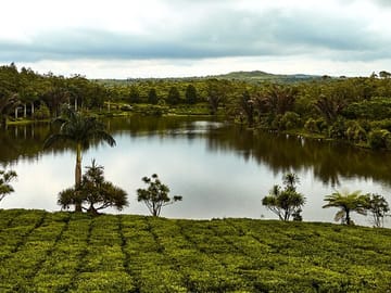 Private South Mauritius Tour: Tea Route with Pickup and Lunch
