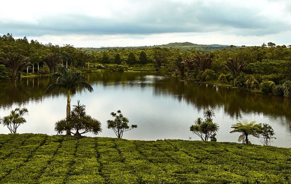 Private South Mauritius Tour: Tea Route with Pickup and Lunch