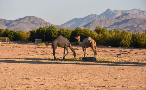 Authentic Desert Safari with Camel Ride in Hurghada