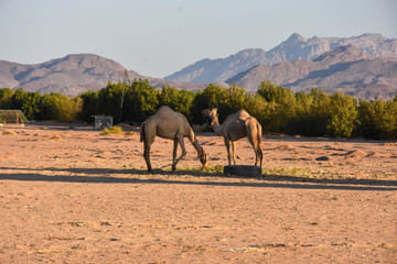 Authentic Desert Safari with Camel Ride in Hurghada