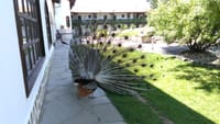 Private Day Trip to Hissarya & Starosel from Plovdiv 2