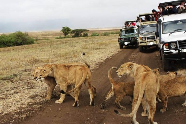 Serengeti National park
