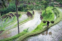 Ubud Rice Terrace