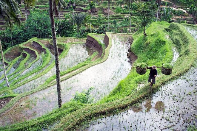 Ubud Rice Terrace