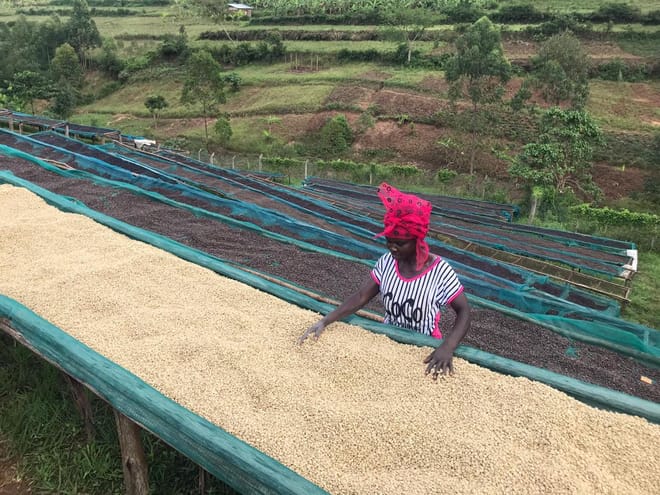 6-Day Coffee Tour, Jinja, Sipi and Kidepo Valley National Park Safari  photo 2