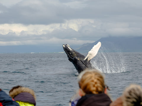 Humpack saying "Hi there"!