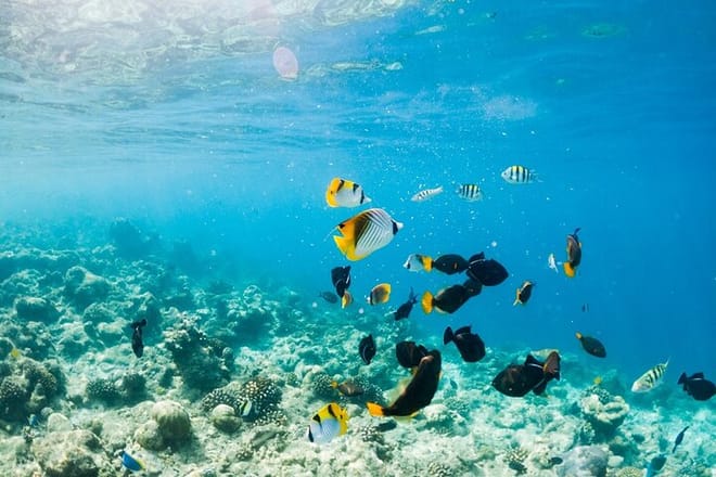 Tiran Island Full Day Snorkeling Sea trip, Lunch With Transfer - Sharm El Sheikh