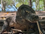 Embark on a 4-Day, 3-Night Private Boat Adventure: Explore Komodo Island’s Wonders by Boat 2