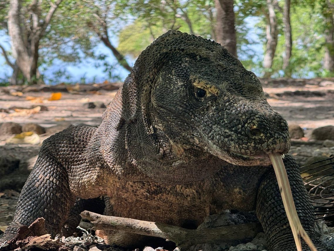 Embark on a 4-Day, 3-Night Private Boat Adventure: Explore Komodo Island’s Wonders by Boat 2