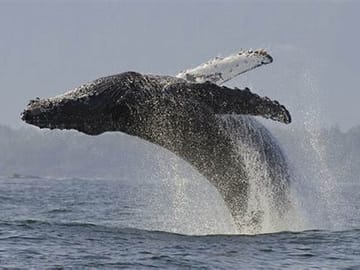 Whale Watching and Wine Tasting Tour from Cape Town