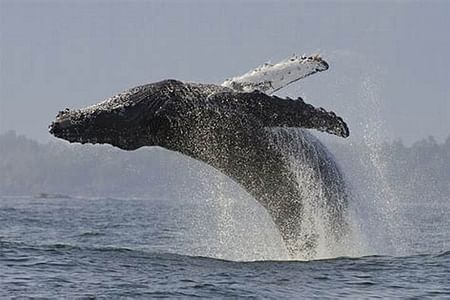 Whales Watching Hermanus Boat Trip and Private Wine Tour