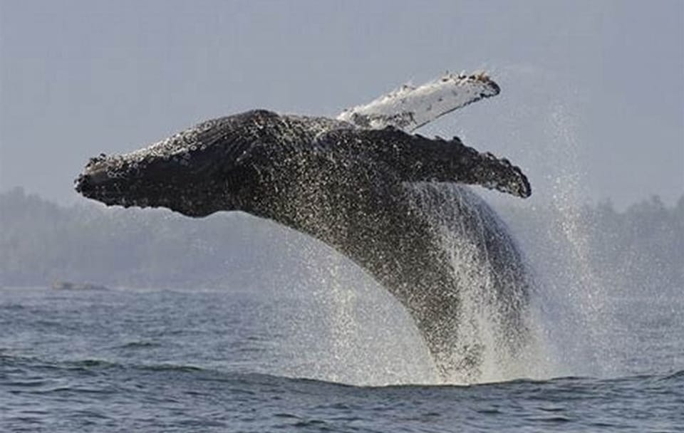 Whale Watching and Wine Tasting Tour from Cape Town