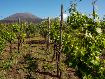 Wine Tasting Tour in Boscotrecase near Vesuvius from Naples