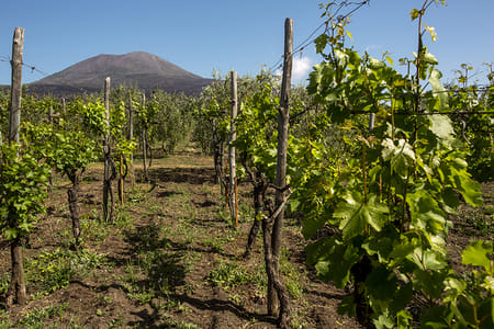WINE TASTING on Vesuvius tour from Naples – Group Tour