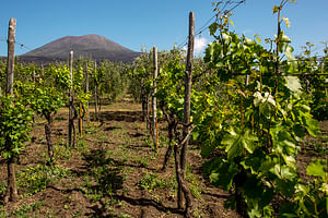 WINE TASTING on Vesuvius tour from Naples - Group Tour