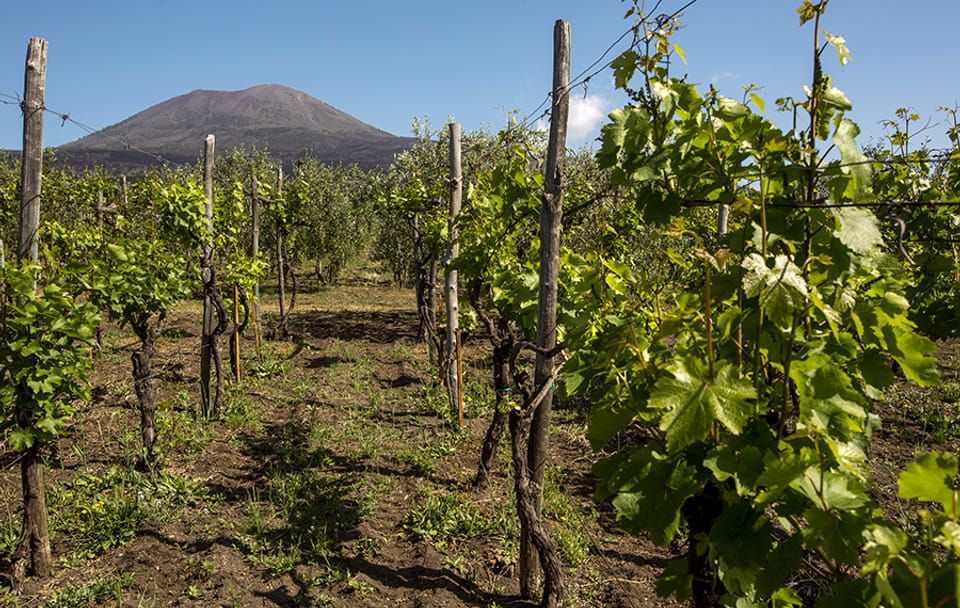 Wine Tasting Tour in Boscotrecase near Vesuvius from Naples