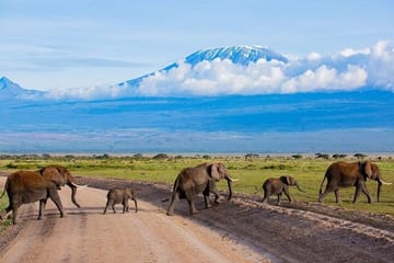 Discover Kenya Splendor: 4-Day Masai Mara & Nakuru Adventure Tour