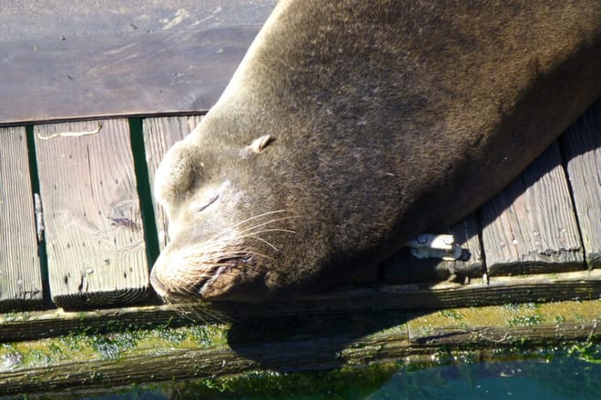 Sea Lion