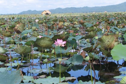 Angkor Temples & Lost City of Ta Prohm, Private Tour