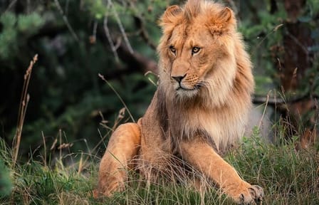 Half Day Tour To Nairobi National Park