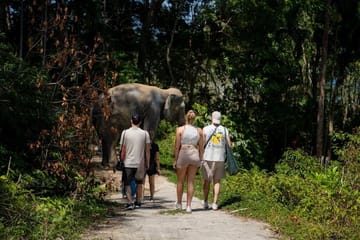 Guide Tour to Patong Hilltribe Ethical Elephant Village