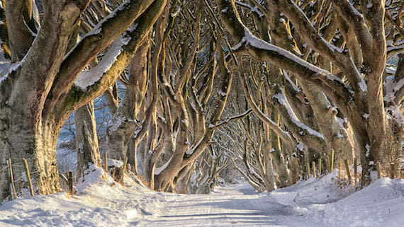 Giant's Causeway and Game of Thrones® location tour from Belfast 3